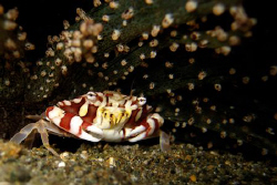 crab and anemone - anilao, batangas. canon ixus60 by Carlos Munda 